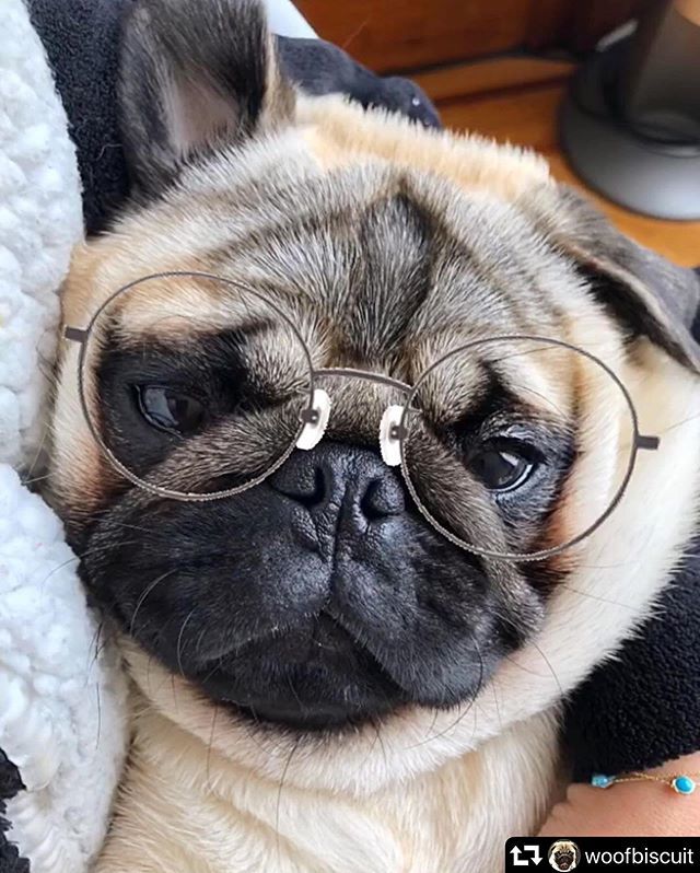 ChienEtCo's tweet photo. Oww Loulou 😍😍😍
Il fait Daton un peu non ?👨🏻👓
.
.
Credit : @woofbiscuit 
#pug #puppypug #chiendujour #unjourunchien #lovelydog❤️ #puppiesofweek #petitchienmignon #beaglesloversforever #bulldog #shitzulovers #spitznain #raceoupasrace #petstagram #welov… https://t.co/eGEM0L8656 https://t.co/sXwlIT8Bk6