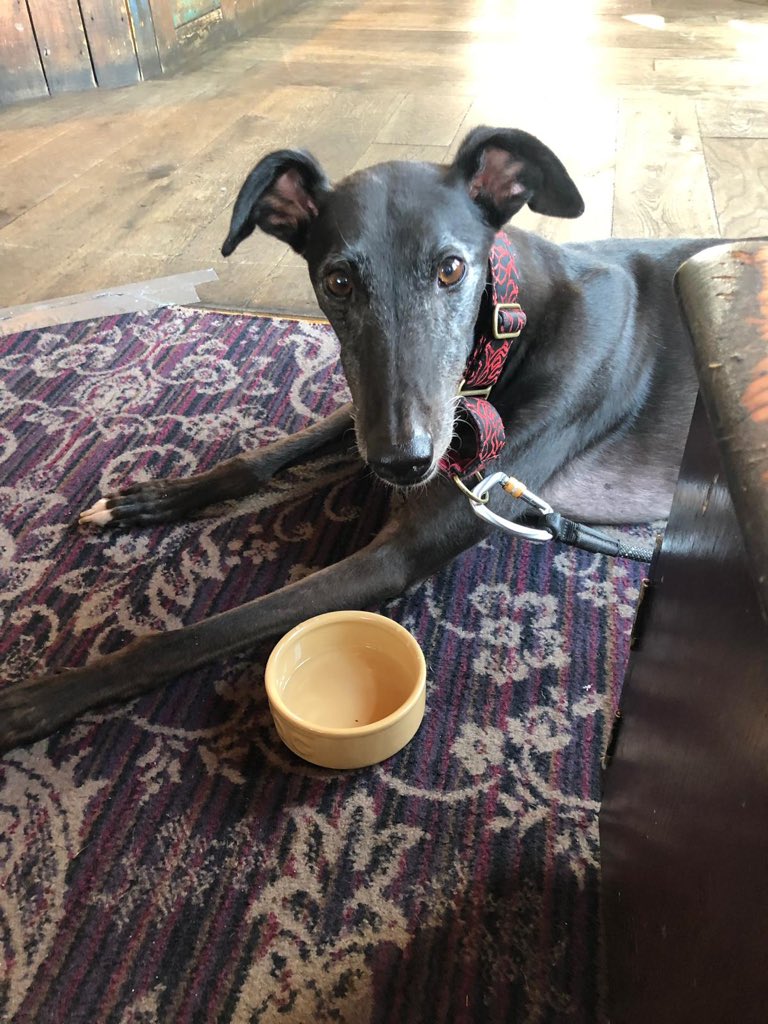 Ec0p1x1e's tweet photo. Couldn’t let international dog day pass without a mention of Ronnie @princebarkness aka wonder pup. Happy Intetnational Dog Day AND 3rd gotcha day buddy, you’re the best #InternationalDogDay #DogDay #greytpets #houndsoftwitter #greyhoundsmakegreatpets #greyhound https://t.co/POlGh1DJB0