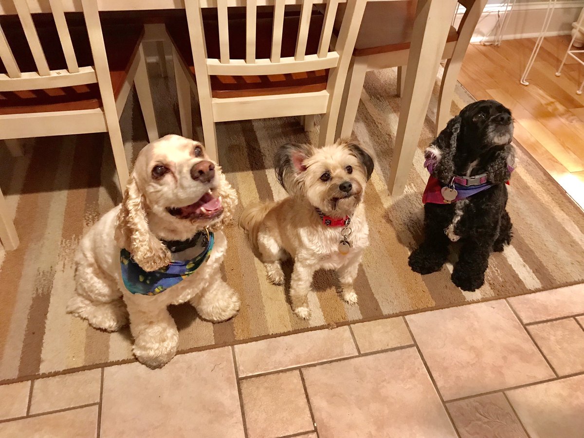 cmslearninglab's tweet photo. #fox29goodday The “after walk” dog treat lineup 😀Happy National Dog day from Colbie, Cooper and Harley ! #nationaldogday #AdoptDontShop https://t.co/gHeNd6W0S1