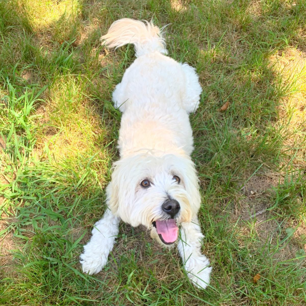 #PraiseDog this Monday doesn’t feel like Monday cos it’s #INTERNATIONALDOGDAY ! How ya celebr8ing w ur pooch? <a href="/barkbox/">BarkBox</a> will make you a #praisepoem so check their twitter! ❤️