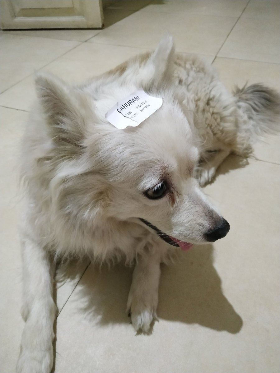 HAPPY  #InternationalDogDay PLEASE LOOK AT AMY WHO ALWAYS LETS ME STICK STUPID LABELS ON HER