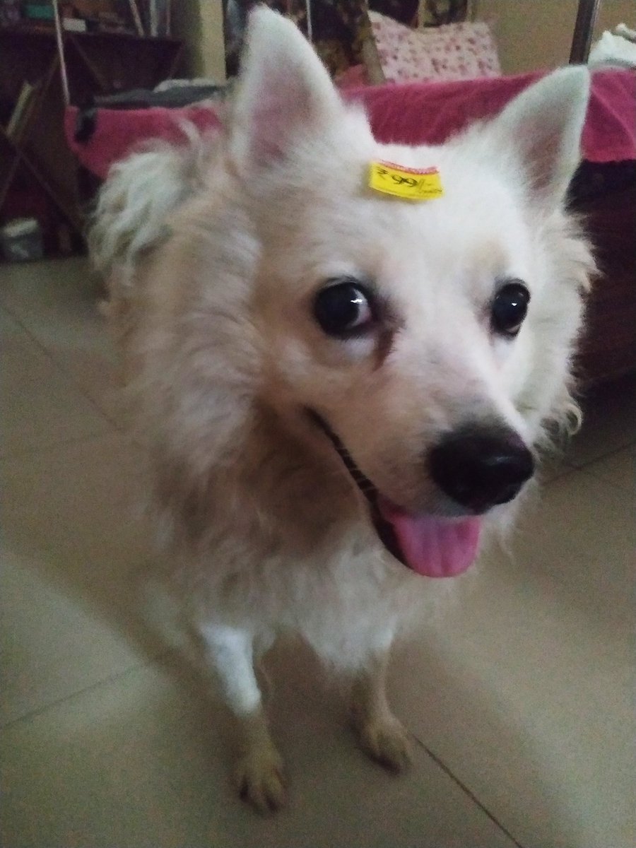 HAPPY  #InternationalDogDay PLEASE LOOK AT AMY WHO ALWAYS LETS ME STICK STUPID LABELS ON HER