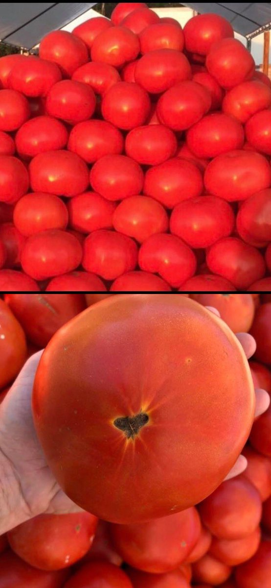 Now Available! Granger County,  Tennessee Beefsteak Tomatoes 🍅