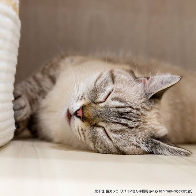 猫カフェ キャッティーズ 猫カフェ情報 あにぽけ 動物カフェ放浪中