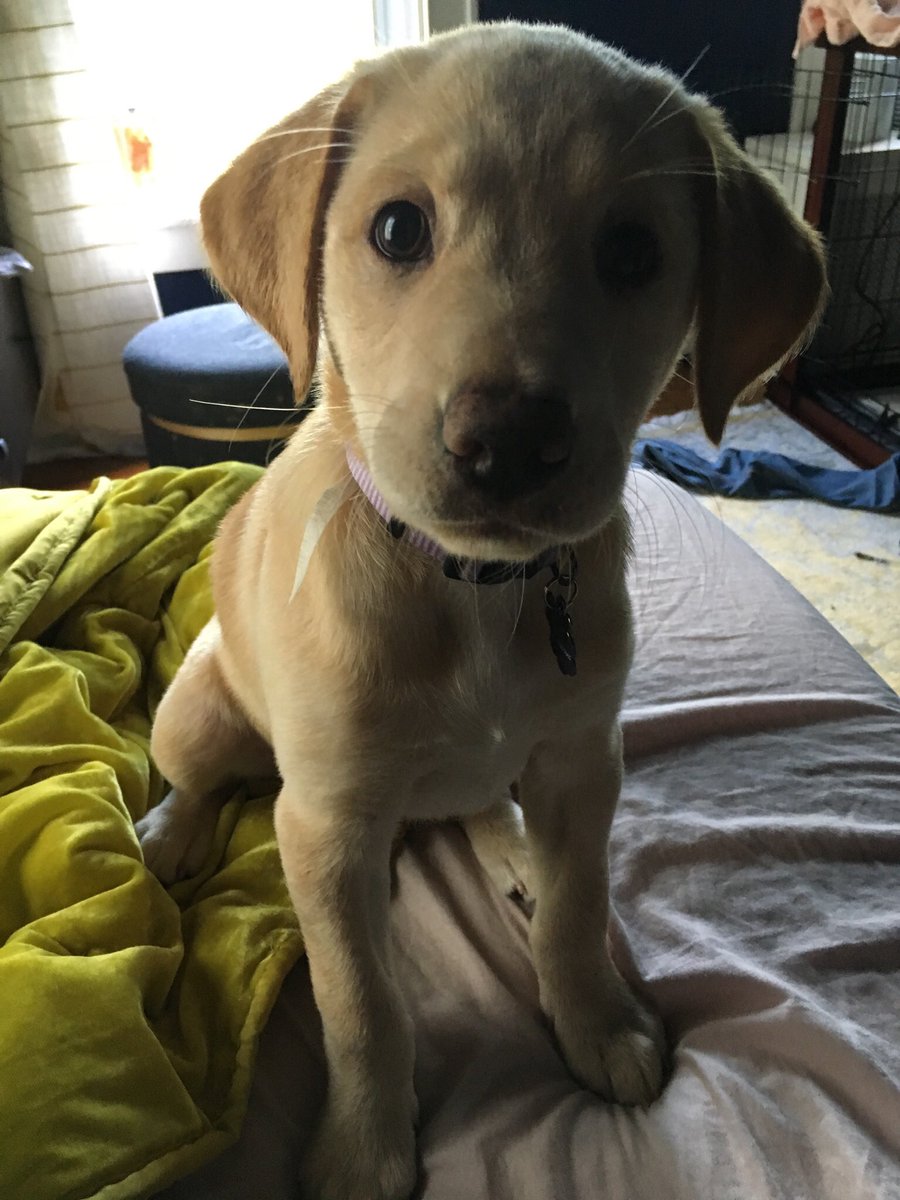 1Sadiebeth's tweet photo. @barkbox @nycgmc @barkbox #praisedog This is Ramona, the fiercest end-of-the-bed guard dog, and the calmest road trip buddy. #NationalDogDay #praisedog https://t.co/gOdfkph5Mt