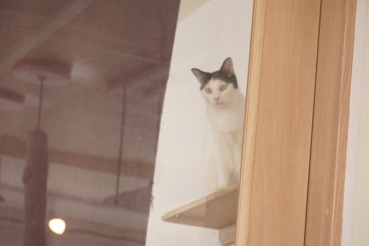 猫カフェ撮影会