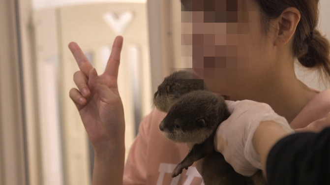 CassKoenen's tweet photo. And just like that, the #smallclawedotter is afforded the same protection as the #smoothcoated #Otters are #notpets and #notentertainment This decision will allow for stricter trade regulations and greater enforcement #AppendixI #wildanimalsbelonginthewild #whew @MoveTheWorld https://t.co/D75U2OnIrU