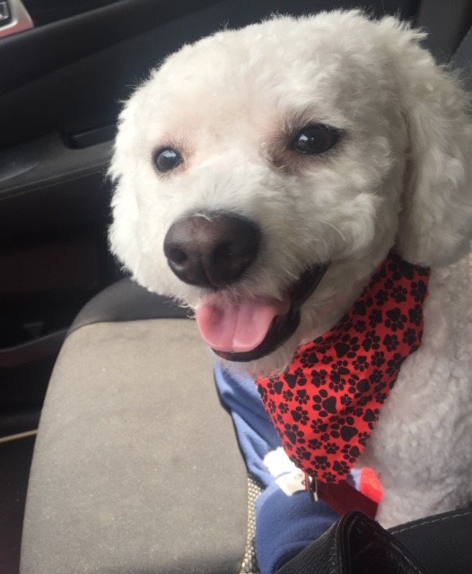 NBCConnecticut's tweet photo. Happy #NationalDogDay. Let's see photos of your dogs. This is Jax. #NBCCT https://t.co/Cx8lRl6osn