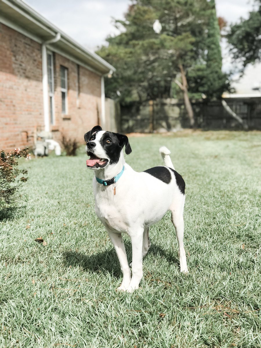 kambercreative's tweet photo. Every day is #NationalDogDay at the Kamber Creative office. We can't imagine our life without this sweet, silly pup. 🐶 https://t.co/ECL5Fx4QWp