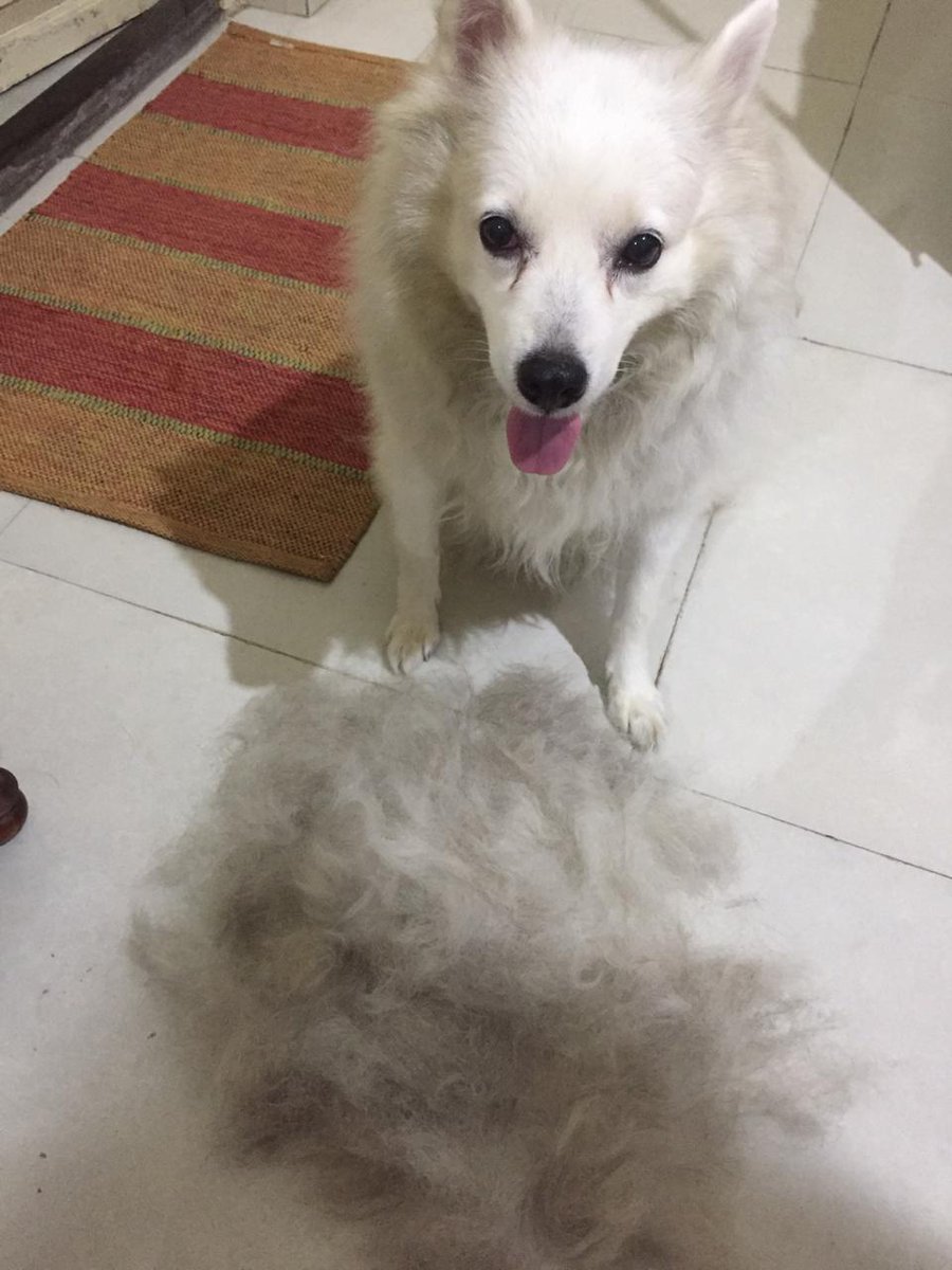 AND SHE SHEDS SO MUCH THAT IT'S ENTIRELY POSSIBLE TO FELT MORE AMYS OUT OF HER FUR