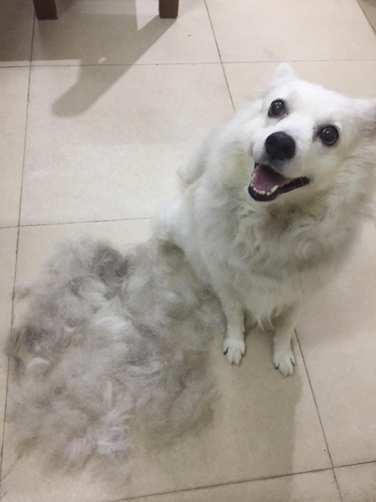AND SHE SHEDS SO MUCH THAT IT'S ENTIRELY POSSIBLE TO FELT MORE AMYS OUT OF HER FUR