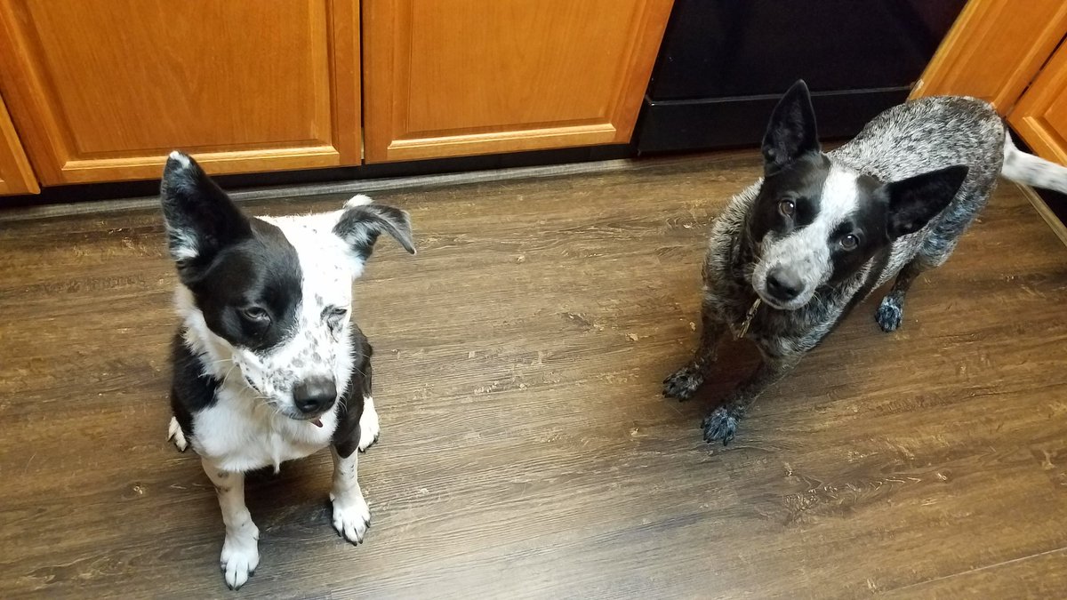 NickellKim's tweet photo. #NationalDogDay https://t.co/kbnzQhgbEu