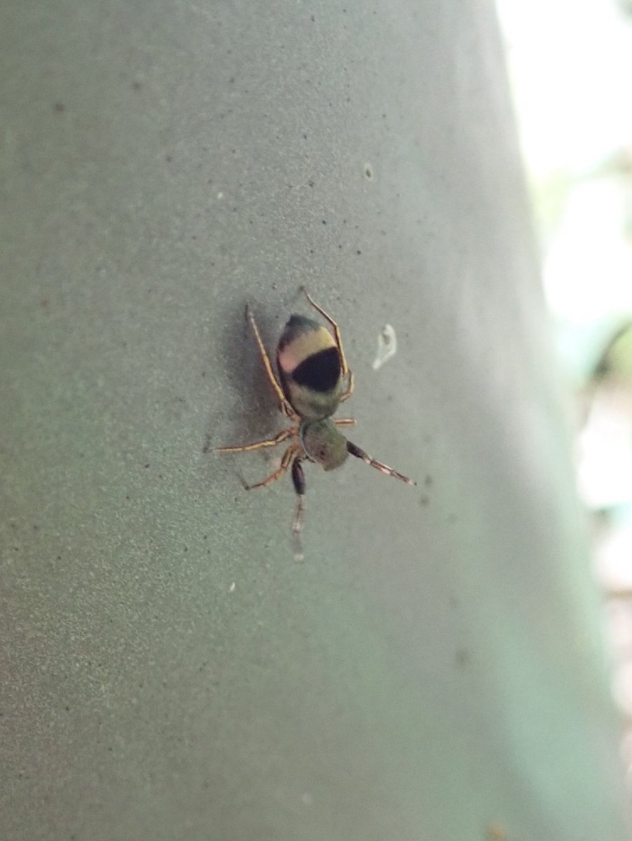 工房うむき Pa Twitter あなたのクモ好きはどこから 新しい作品のモチーフにしようとスケベ心からフィールドで気にするようになったら意外なほど面白くて