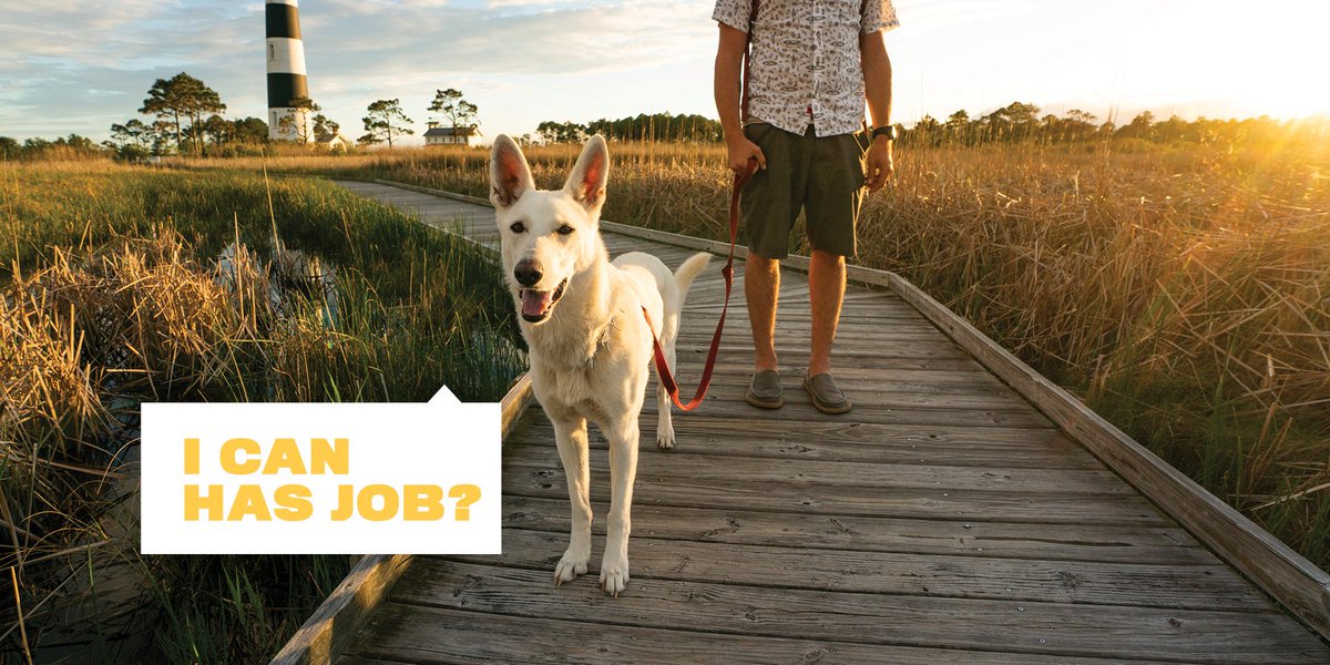 VisitNC's tweet photo. Step aside, other brands. We've found the BEST way to celebrate #InternationalDogDay.

We're hiring the first dog travel agent to help other doggos and hoomans discover our most woof-worthy destinations. https://t.co/CwWqeT2jbH