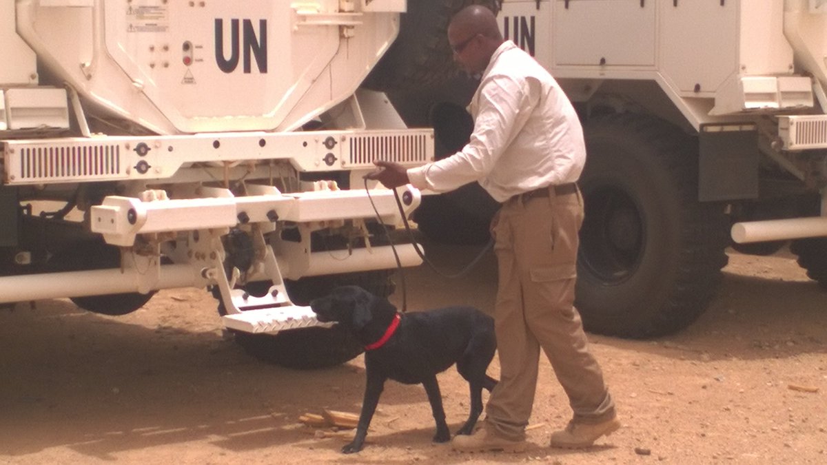 TDI18's tweet image. Today is #InternationalDogDay and we give recognition to our canine TDI team members working for the safety of others in at-risk areas.
#ExplosiveDetectionDog #WorkingDogs #ClearingtheWay #MineAction