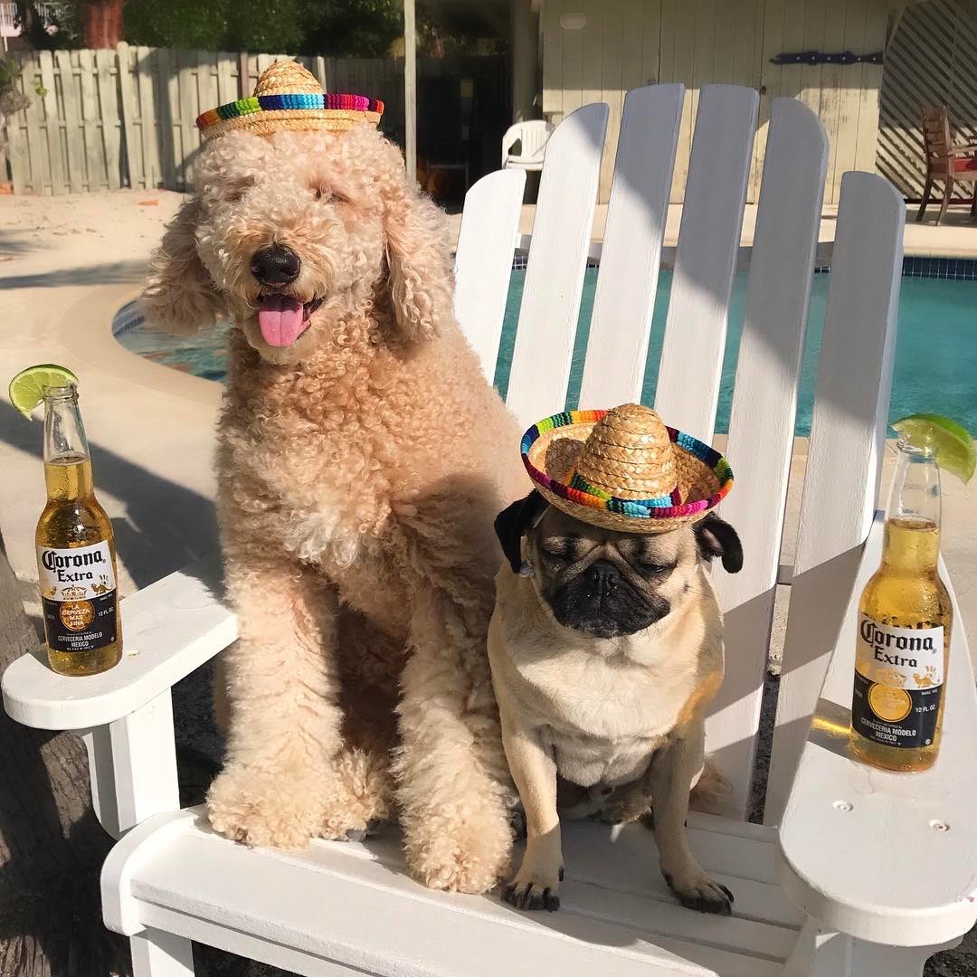 itsdougthepug's tweet photo. “A dog is the only thing on Earth that loves u more than they love themselves” 

Happy #nationaldogday from me and my friends 🐶 https://t.co/qs4Su8hMI5