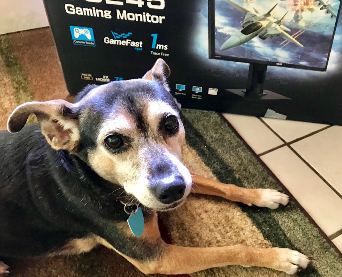 sheswired's tweet photo. Prosecco is ready to get this ASUS Gaming Monitor set up! We appreciate you, She's Wired Mascot. #DoggoneTechie #TechSet #DogAppreciationDay #SWMascot https://t.co/dZRt5CEchP