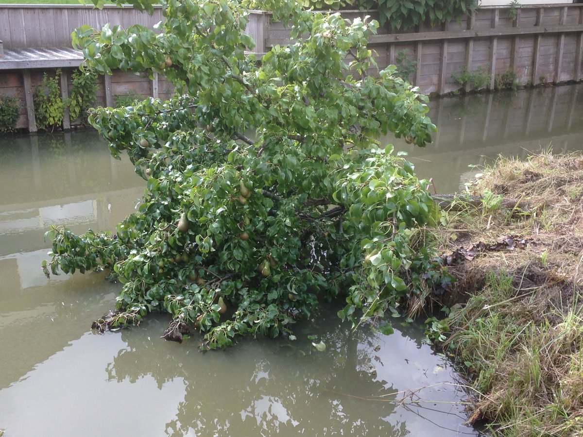 amjdegoede's tweet photo. Jammer dat bermen met zulk groot materieel gemaaid worden. Deze perenboom heeft het niet overleefd en is mee gemaaid. Vaarwel mooie plukboom! #denhoorn  ⁦@GemeenteDelft⁩ ⁦@Midden_Delfland⁩ https://t.co/2G4ZCskpar