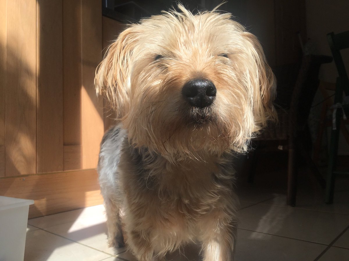 Happy #InternationalDogDay