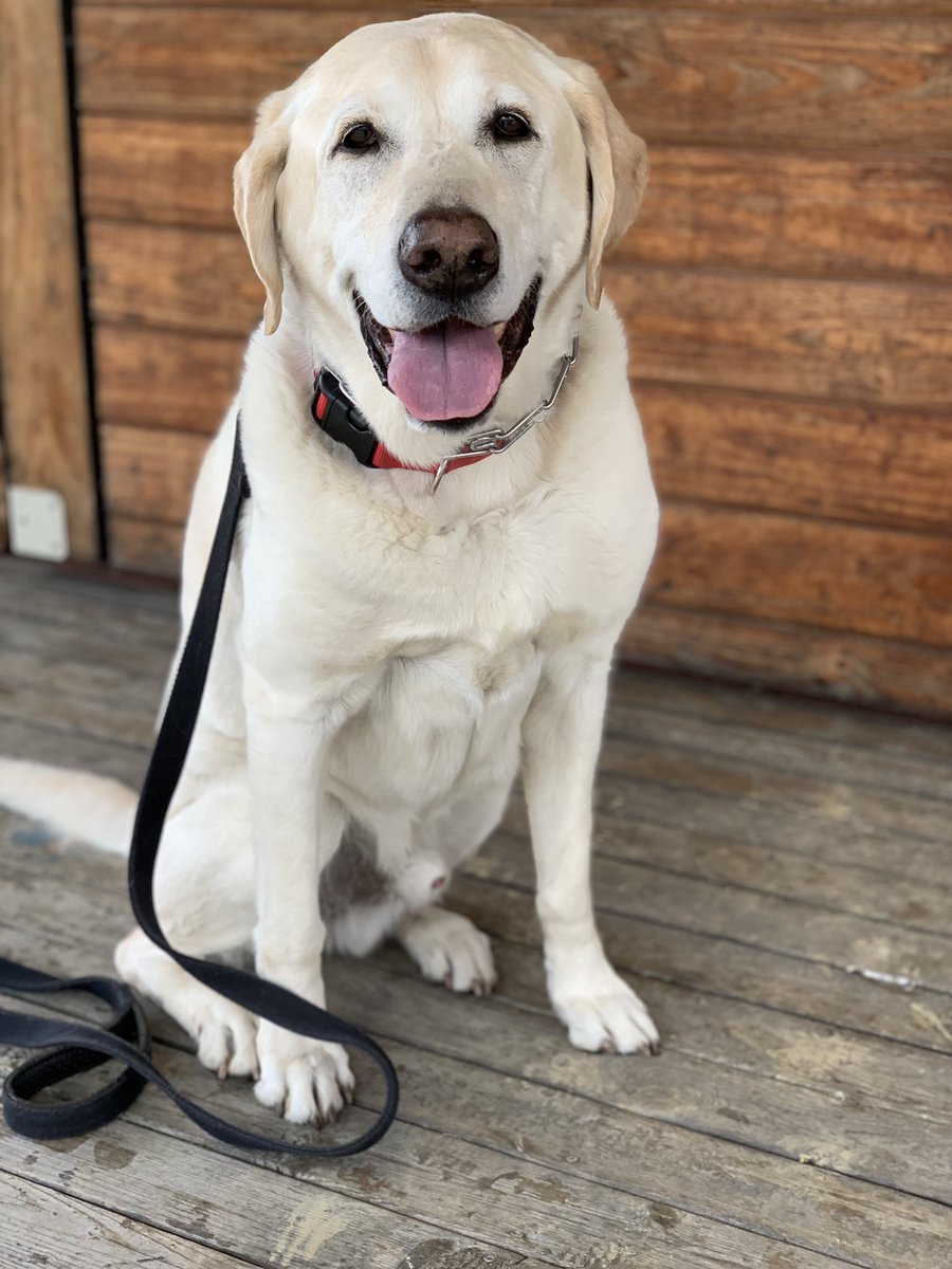 Thebigcheese66's tweet photo. National dog day! Here is Geno!β€οΈβ€οΈ Best dog anyone could ever dream for..Simply put, he is a gem.
#NationalDogDay #evgeni #lovesthepark #loveswatermelon https://t.co/xoOgunNXvi
