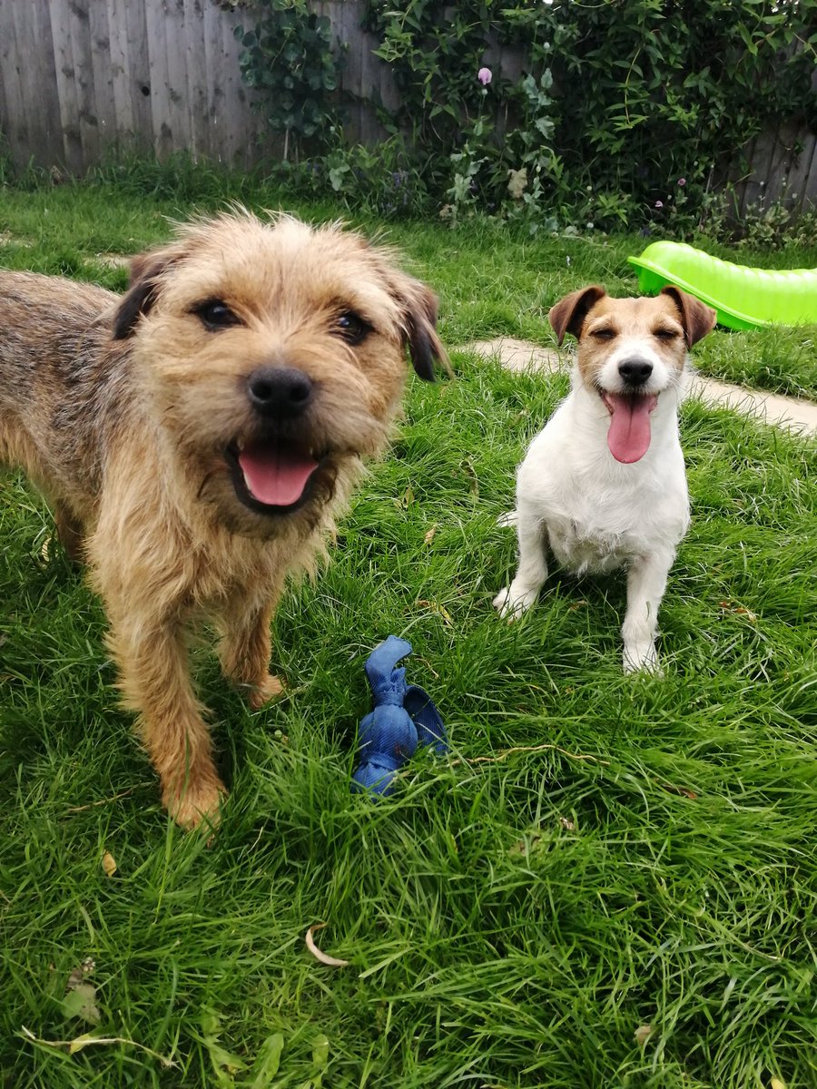 battynatty29's tweet photo. @Metro_Bank Larkin & Gaston are all smiles because it's #NationalDogDay #MBpuptography https://t.co/fNrsfvNisr