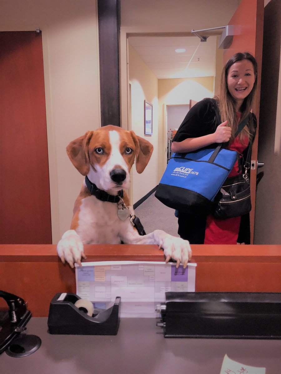 JewittMcLuckie's tweet photo. Happy #InternationalDogDay with love from Jewitt McLuckie's #legalbeagles Persie, Finnegan, Ollie, and Maggie! #WeFighttheGoodFight #WeEatstheGoodTreats https://t.co/MStHGKzMWd https://t.co/h9gN09Q6mm