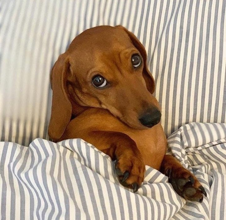 arg_indirectass's tweet photo. Tu cara cuando te dicen que no podes vivir durmiendo: https://t.co/qsjZ5oJzWU