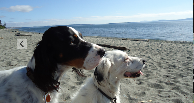 Happy #InternationalDogDay
Also a great day to update the pet supplies in your emergency kit - food, water, treats, bowl, can-opener, and anything else that your pet might need.
Some info on pet preparedness:
EMBC: www2.gov.bc.ca/assets/gov/pub…

<a href="/ShakeoutBC/">ShakeOut BC</a> info shakeoutbc.ca/downloads/Shak…