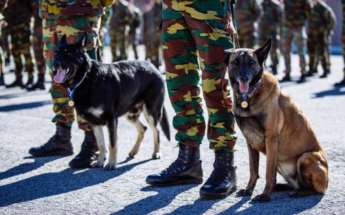 BelgiumDefence's tweet photo. #DYK About 200 patrol dogs, 40 explosive detection dogs and ten tracking dogs are serving the Belgian Defence. In April 2019, two π§πͺ explosive detection dogs received a
@NATO mission medal from the EDF commander for their service in the #eFP #BGEST πͺπͺ #InternationalDogDay https://t.co/SCfULBRW7O