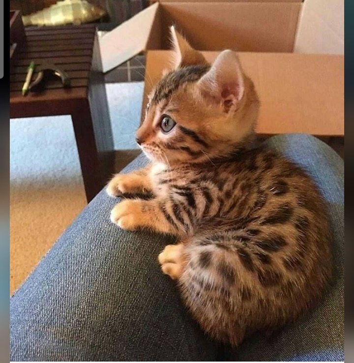 Барханный кот котята. Кошки маленькие. Барханный кот котята. Карликовый бенгал. Пустынная кошка.