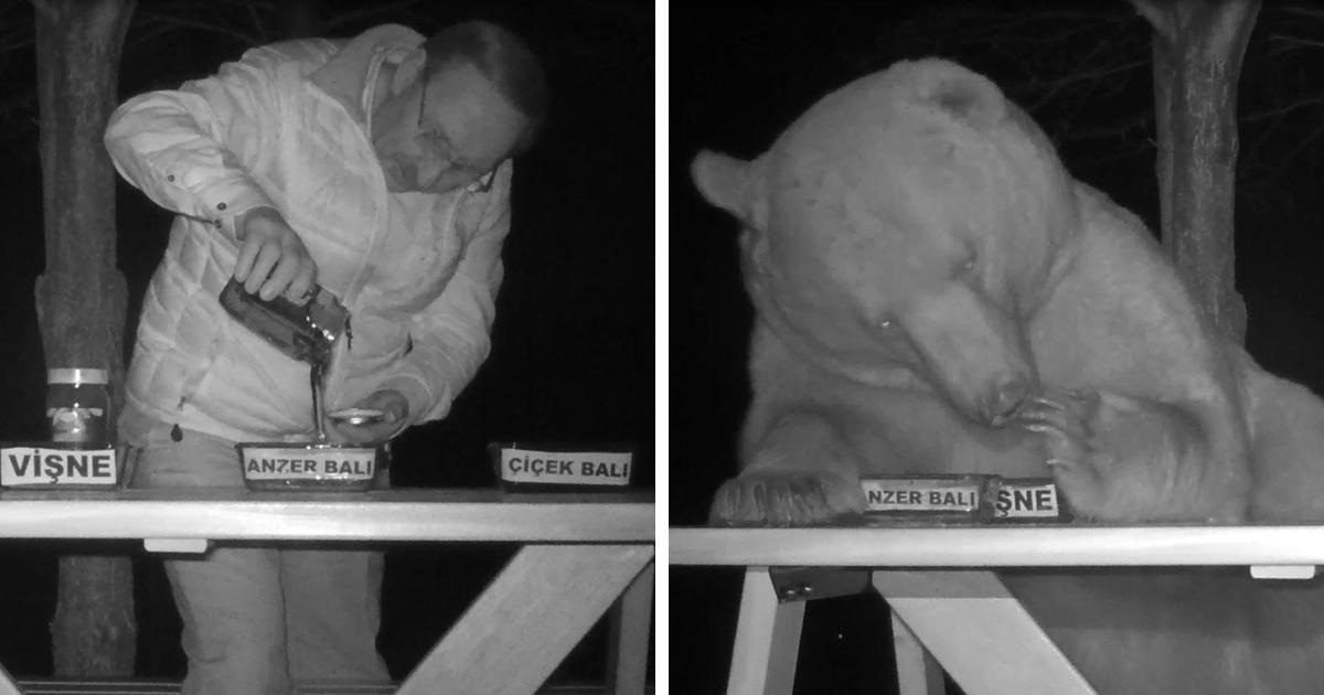 AndiFoxLLC's tweet photo. After Bears Kept Stealing This Man’s Honey, He Decided To Turn Them Into Taste Testers https://t.co/qtEGO2WZJG https://t.co/jYZZHZPHup