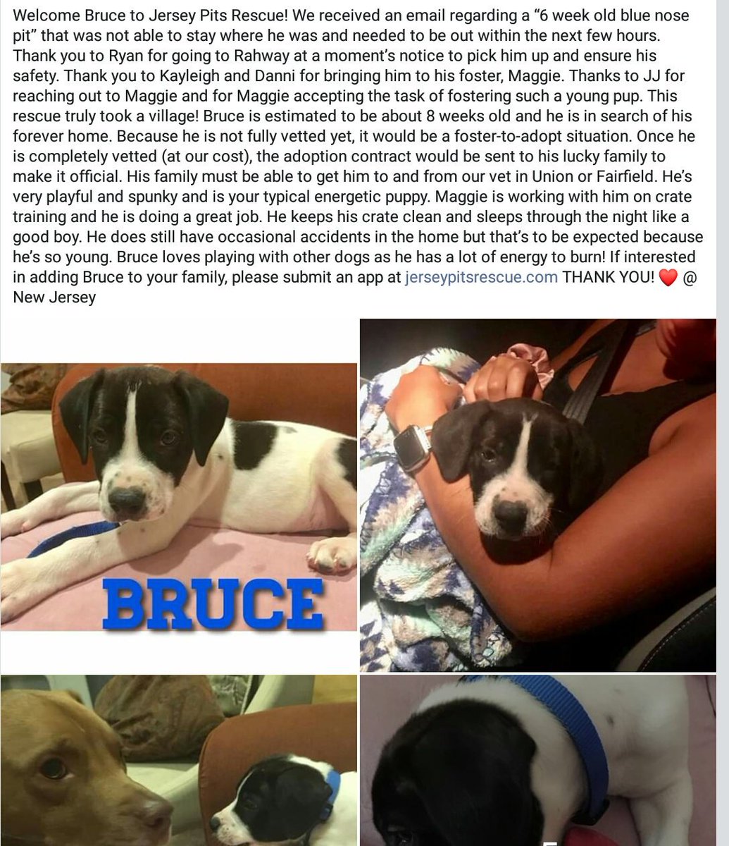 JulieLevineArt's tweet photo. Bruce is in #NewJersey ! He's looking for a 💓 home! His story and contact information in pic. He's just a baby💕💕💕💕 #puppykisses #pitpup #AdoptDontShop #adopt #rescuedog #jerseypitsrescue @MoishesMom @shaunwalters041 @for_pittys @TheDaiIyPuppy @puppy_today @SandraK93322487 https://t.co/dMlDLUhnPC