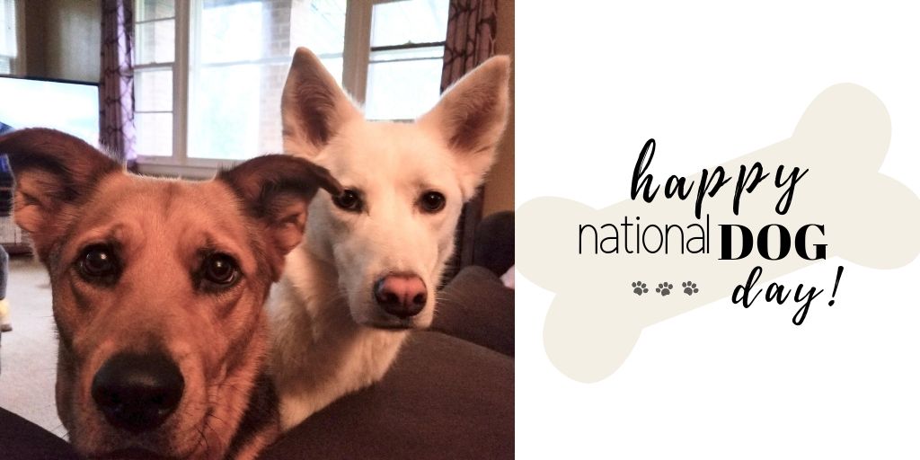 BevcoPrecision's tweet photo. Allie + Sassy would like to wish everyone a Happy National Dog Day!
Hope it's paw-fect!
πΎβ€οΈπΆ Love, your fur-iends from BEVCO
https://t.co/lNkaQvlYVp
#bevcoseating #dogsofinstagram #instadog #dogoftheday #nationaldogday #picoftheday https://t.co/Dmfl3upSh9