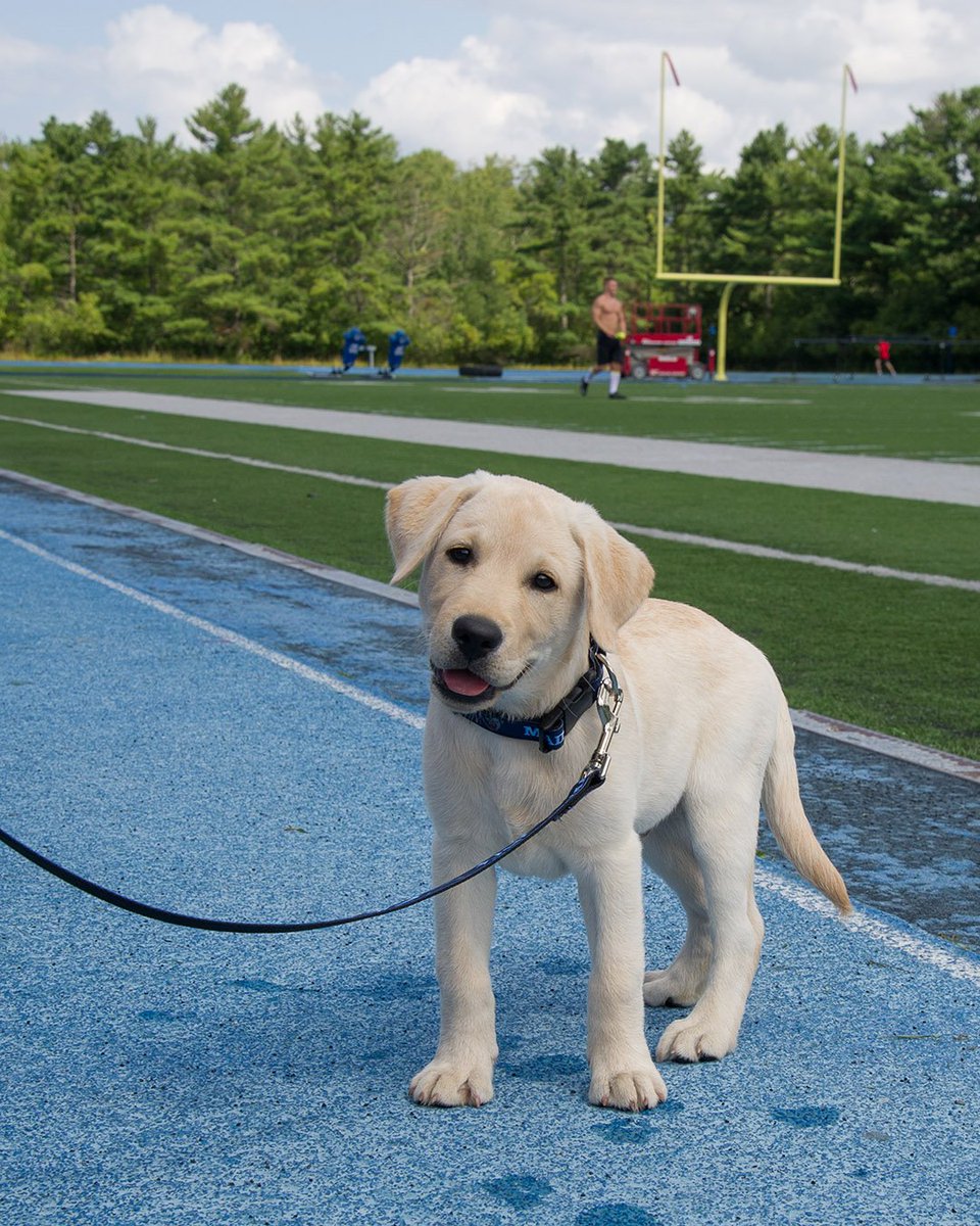 UMBNecessities's tweet photo. For #NationalDogDay, we're throwing it back to when shop manager Ranee's dog Tucker was just a pup! You can get your own UMaine pet items at https://t.co/MGLwsvOhyG. https://t.co/CdZzcxsCMa