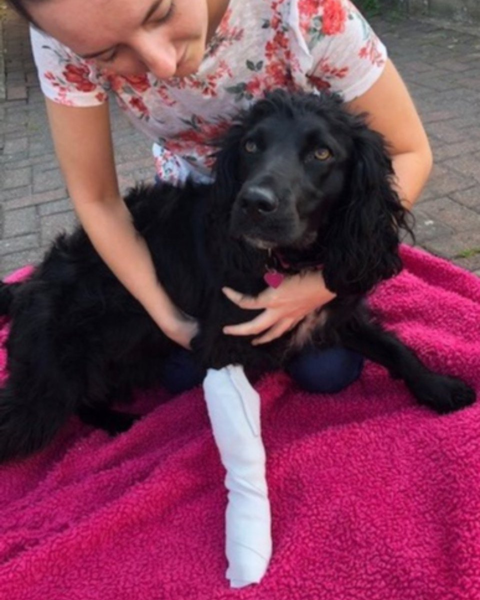 Would you know how to apply first aid, if your dog had broken bones?

Call Iain on 01484 546780, to book onto our next date for the Canine First Aid course, on Saturday 5th October 2019 (9am – 4pm).

#canine #firstaid #course #huddersfield #purpledogltd