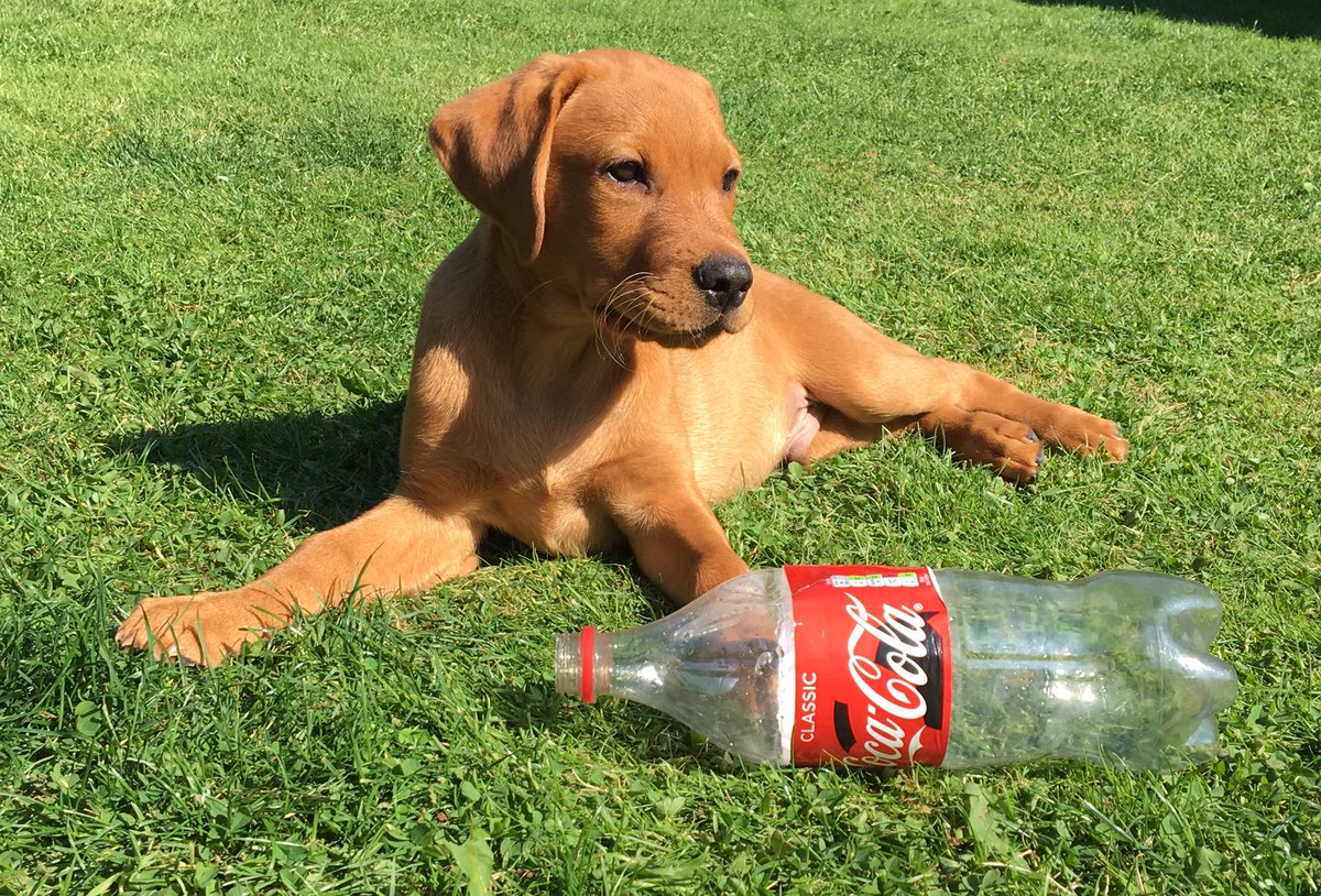 pawsonplastic's tweet photo. On #InternationalDogDay let’s pick up some #litter so other creatures don’t get their paws on it. It only takes a second to make a huge difference. 😉🐾 #WarOnPlastic #pawsonplastic #giveyouitteralift https://t.co/bePMxWrvZI