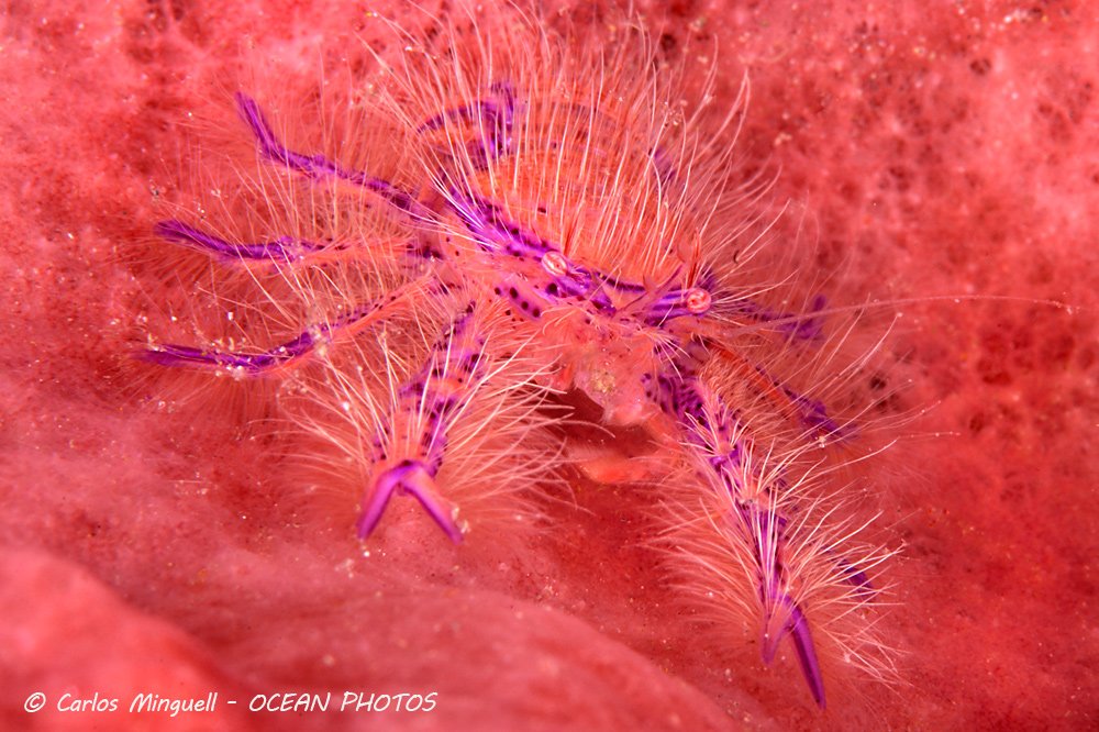 CarlosMinguell's tweet photo. #hairy #squatlobster in a giant #barrelsponge in #tulamben (#Bali #indonesia) #uwphotography #underwaterpics #wildlife #animalpics #marinepics #underwaterphotography #diving #nature #oceans #scuba #diving #sea #indianocean #invertebrates #crabs #crustaceans #stopoverfishing https://t.co/H43YTKdZaF