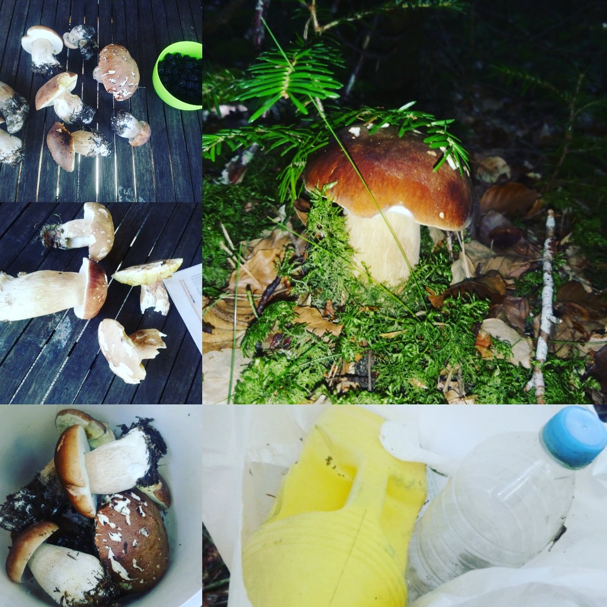 UnMecToque's tweet image. Aujourd'hui je suis aller en cueillette dans les bois,Des cèpes, Des mûres.. Et j'avais mis un sac dans ma poche...Histoire de ramasser un peu de merde que les gens laissent traîner... 😤
#faitmaison #healthy #ecolo #nettoyonslaplanete #petitapetit #nature #ungestepourlaplanete