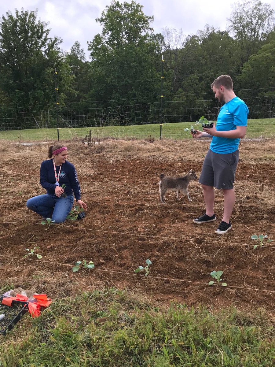 JNicholsonAngle's tweet photo. Ferrum College Freshmen Madi and Preston planting cabbages in SL Giving Garden at Titmus Photobombed by Squish ⁦@fcspirituallife⁩ ⁦@FerrumCollege⁩ #FerrumCollege #FerrumCollegeSpiritualLife https://t.co/OSaPxmb1at