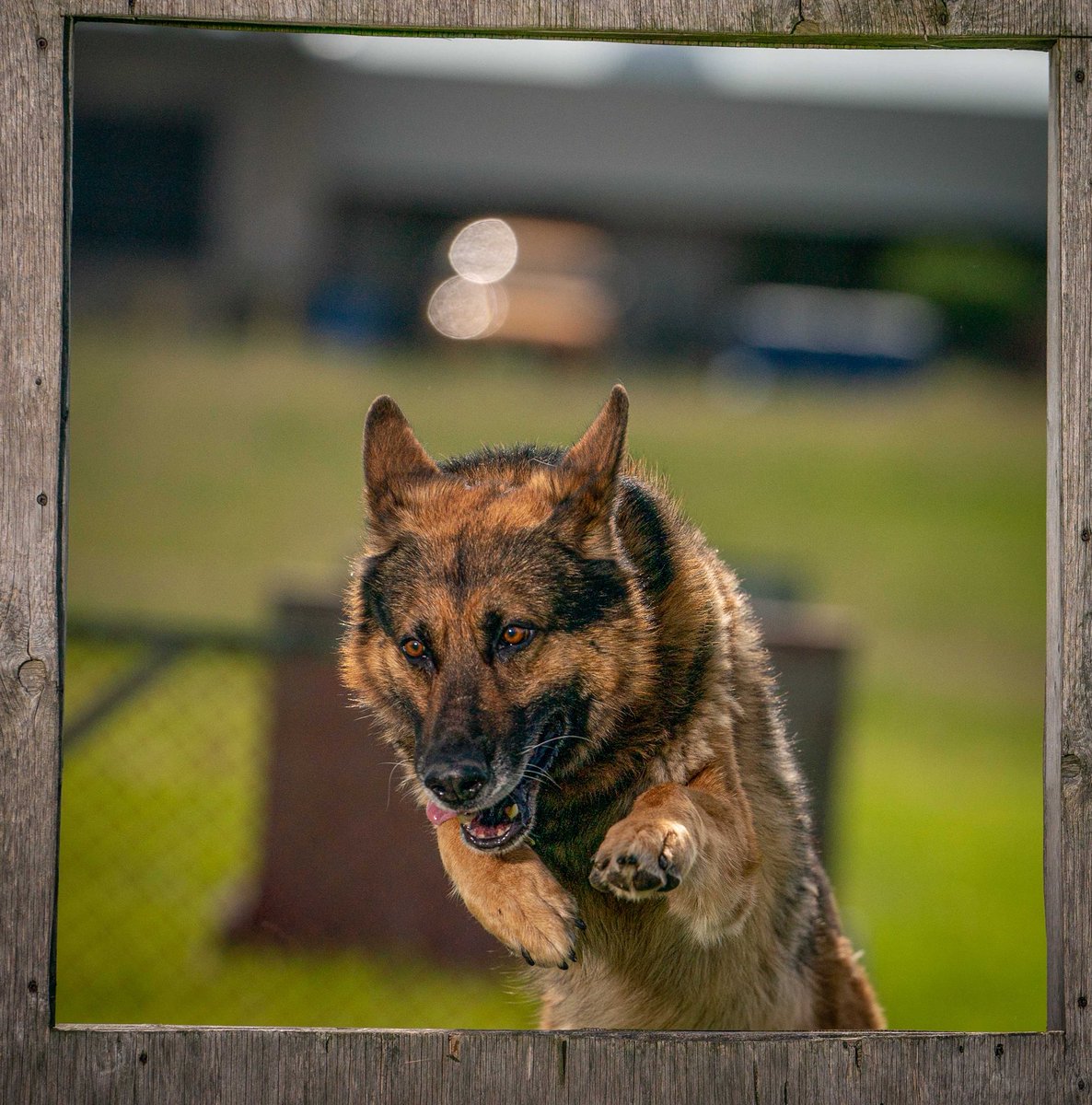HPSCanine's tweet photo. This is one of our favourite photos of #PSDScout on the agility course for #InternationalDogDay #NationalDogDay #HamOnt https://t.co/ejqOxlPBDm