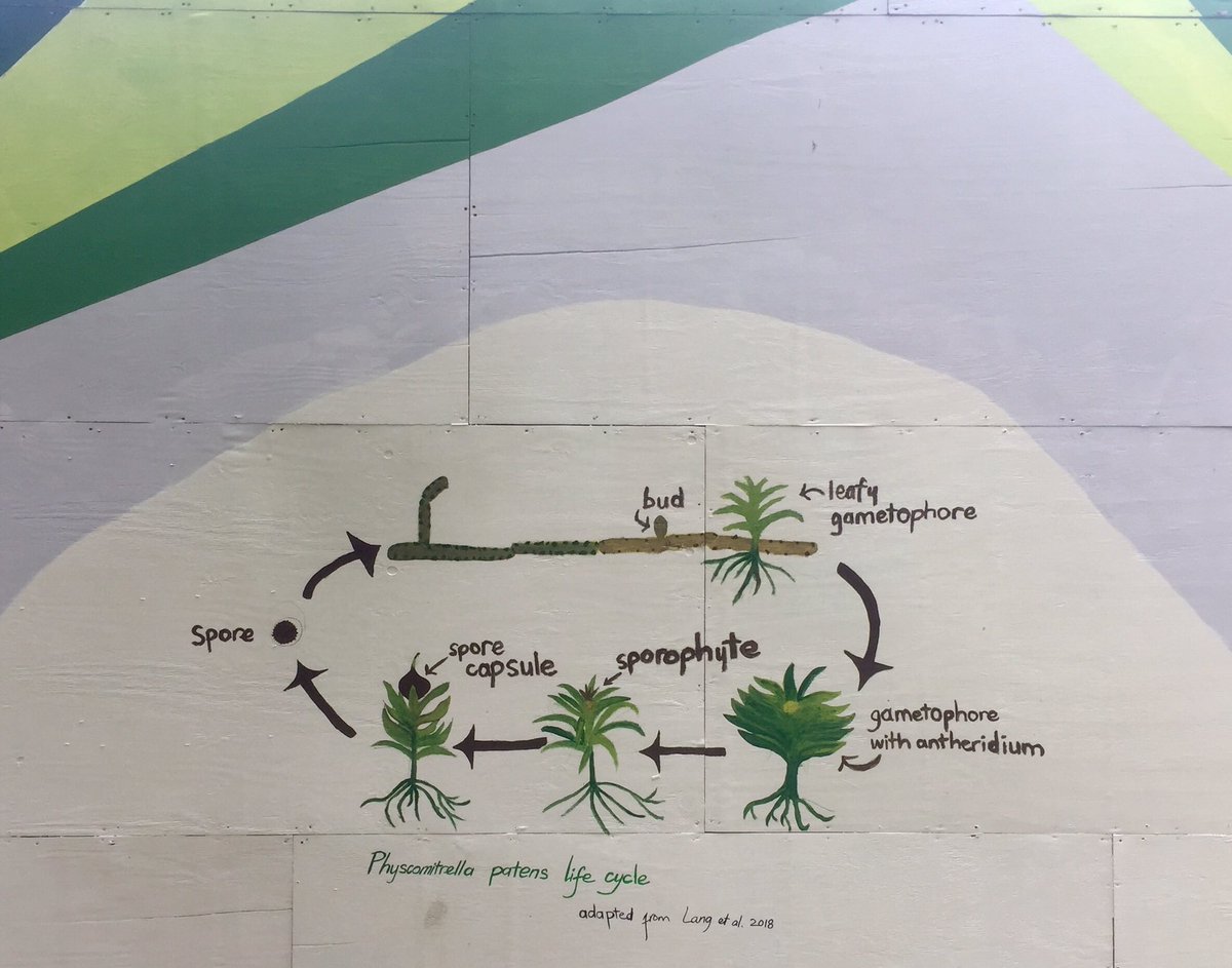 coereba's tweet photo. The biologists are slowly taking over the @KenyonCollege construction wall mural and I am so here for this plant biology &amp; biodiversity art. https://t.co/yPqnBixPoP