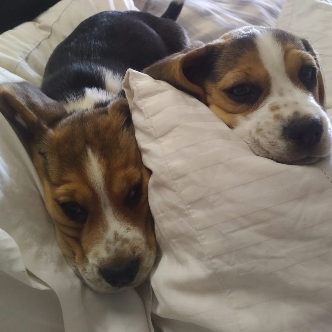BeagleInMind's tweet photo. Happy International Dog Day! How did you spoil your pups today?

#internationaldogday https://t.co/NARjb7NrZo