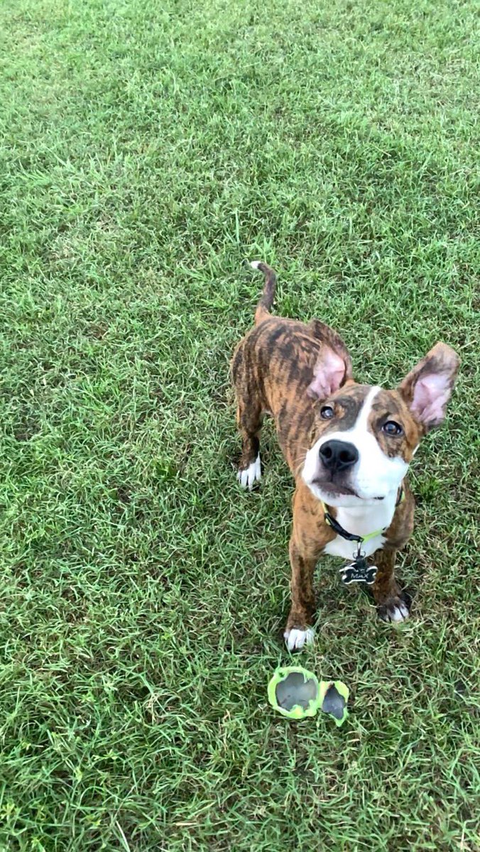 fosterhayes's tweet photo. @barkbox // This is Max! He is the best dog because he is the perfect mix between cuddly and energetic, he loves every new friend that he meets, and he takes just as many naps as I do. #praisedog https://t.co/zBuwsB9AaU