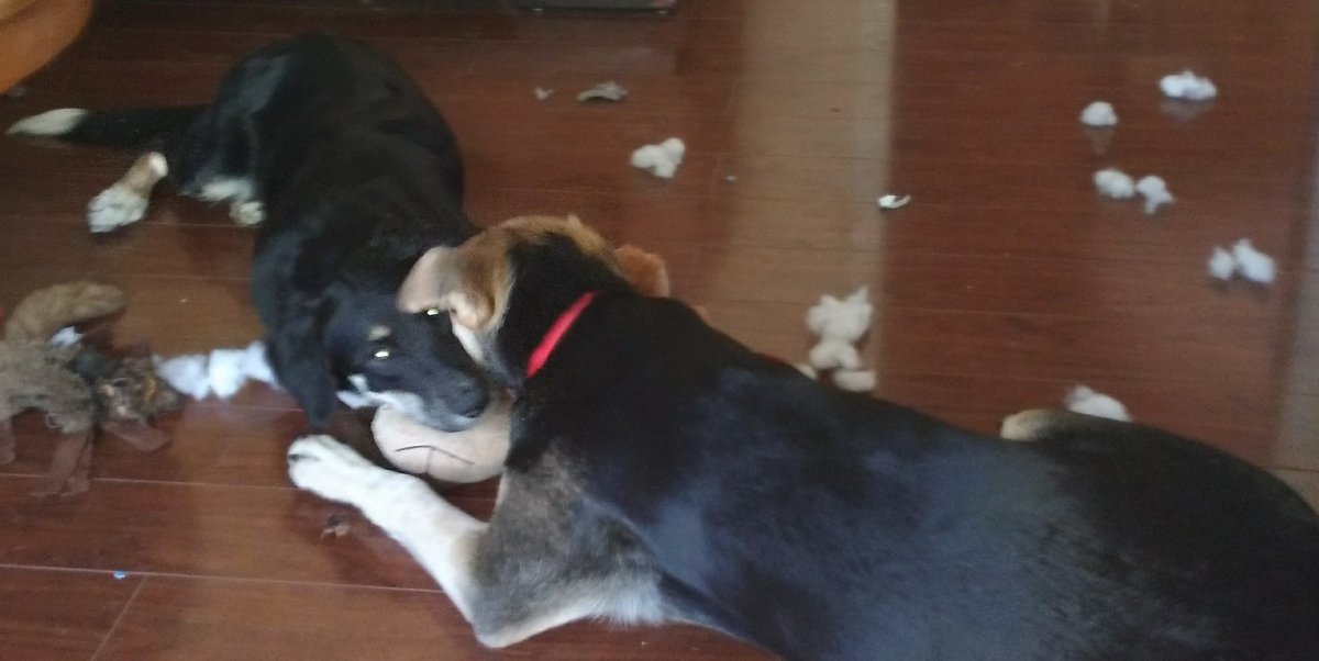 TaraLPackham's tweet photo. @crackedscience My #SciencePups Moxie and Tory are constantly conducting experiments on material properties...force required to shred, lick resistance, taste....  See data points scattered across floor. #InternationalDogDay https://t.co/U3gCduNpTU