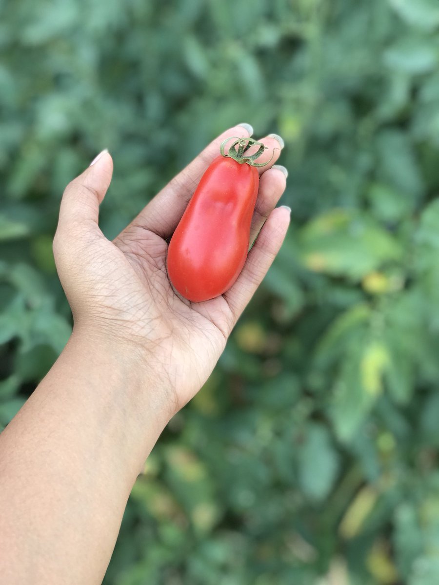 SBAEcoClub's tweet photo. Check-out the wonderful produce from our school's garden! https://t.co/kbL7t4dGiY