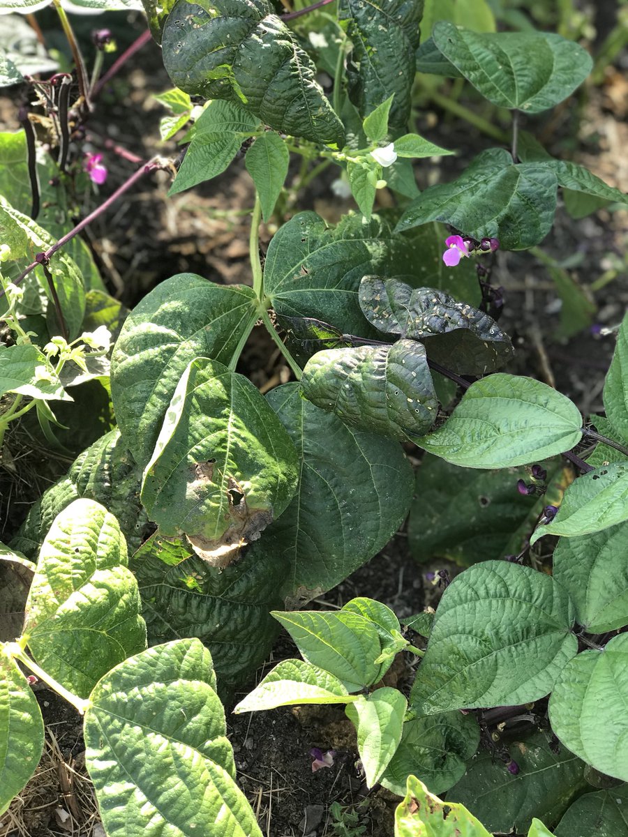 Check-out the wonderful produce from our school's garden!