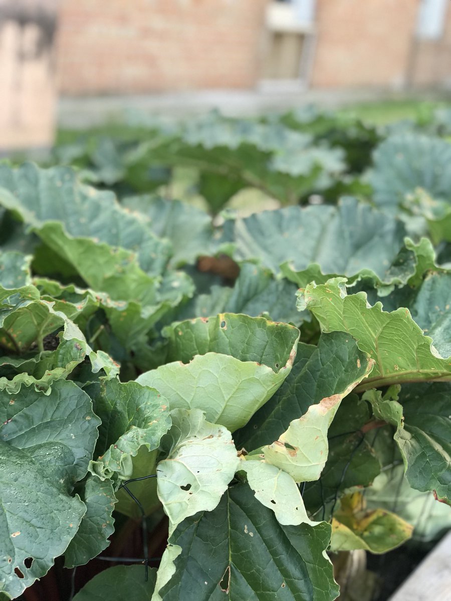 SBAEcoClub's tweet photo. Check-out the wonderful produce from our school's garden! https://t.co/kbL7t4dGiY