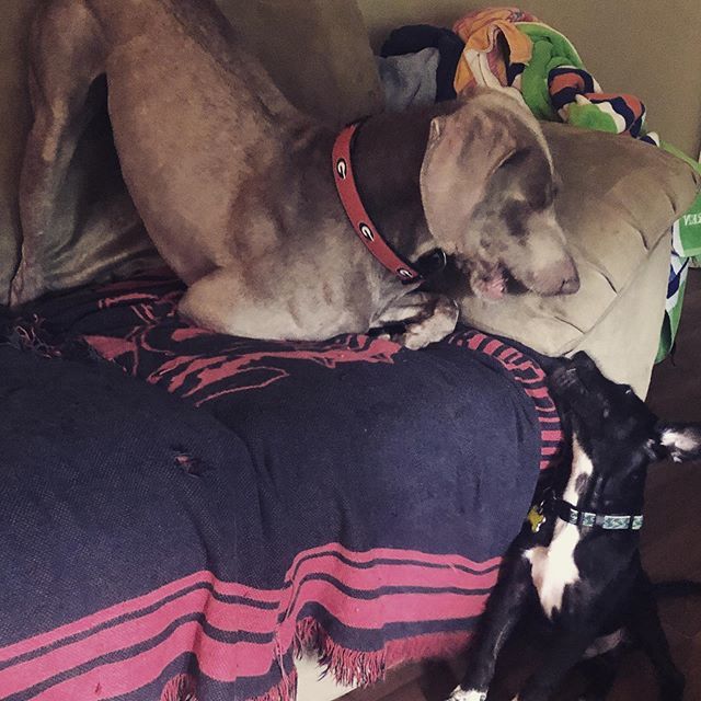 KellyDouglas's tweet image. Happy #nationaldogday2019 from #hitchdidit and his nemesis Hank #heneedsahashtag ift.tt/341Toar