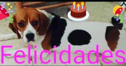 Ade_Carac's tweet photo. Hoy mi gorda cumple 6 años.🎂🎂🎂🎂 https://t.co/AdhP01xD5v