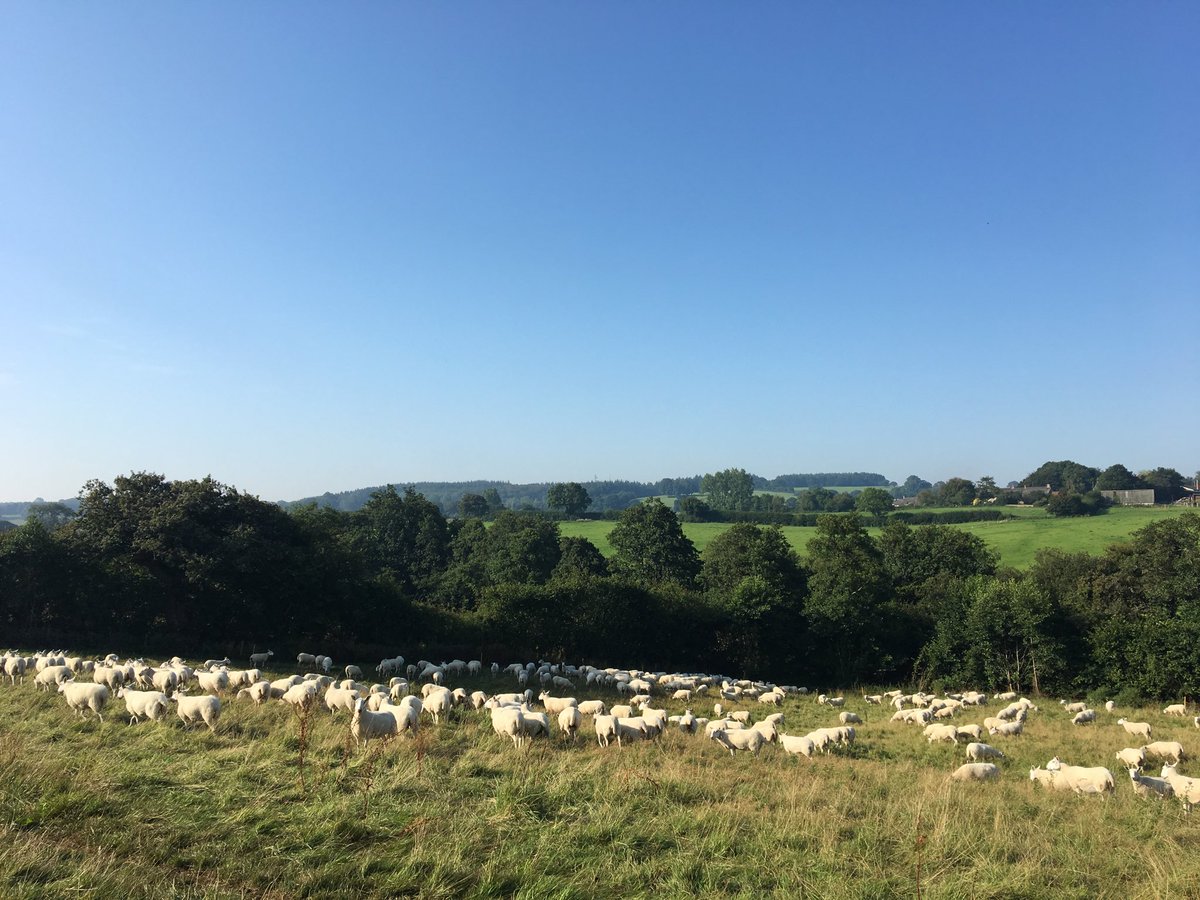 garbeynon1's tweet photo. Last paddock to tidy up for the summer, greening up nicely in the background. https://t.co/0h3oFzdBSg